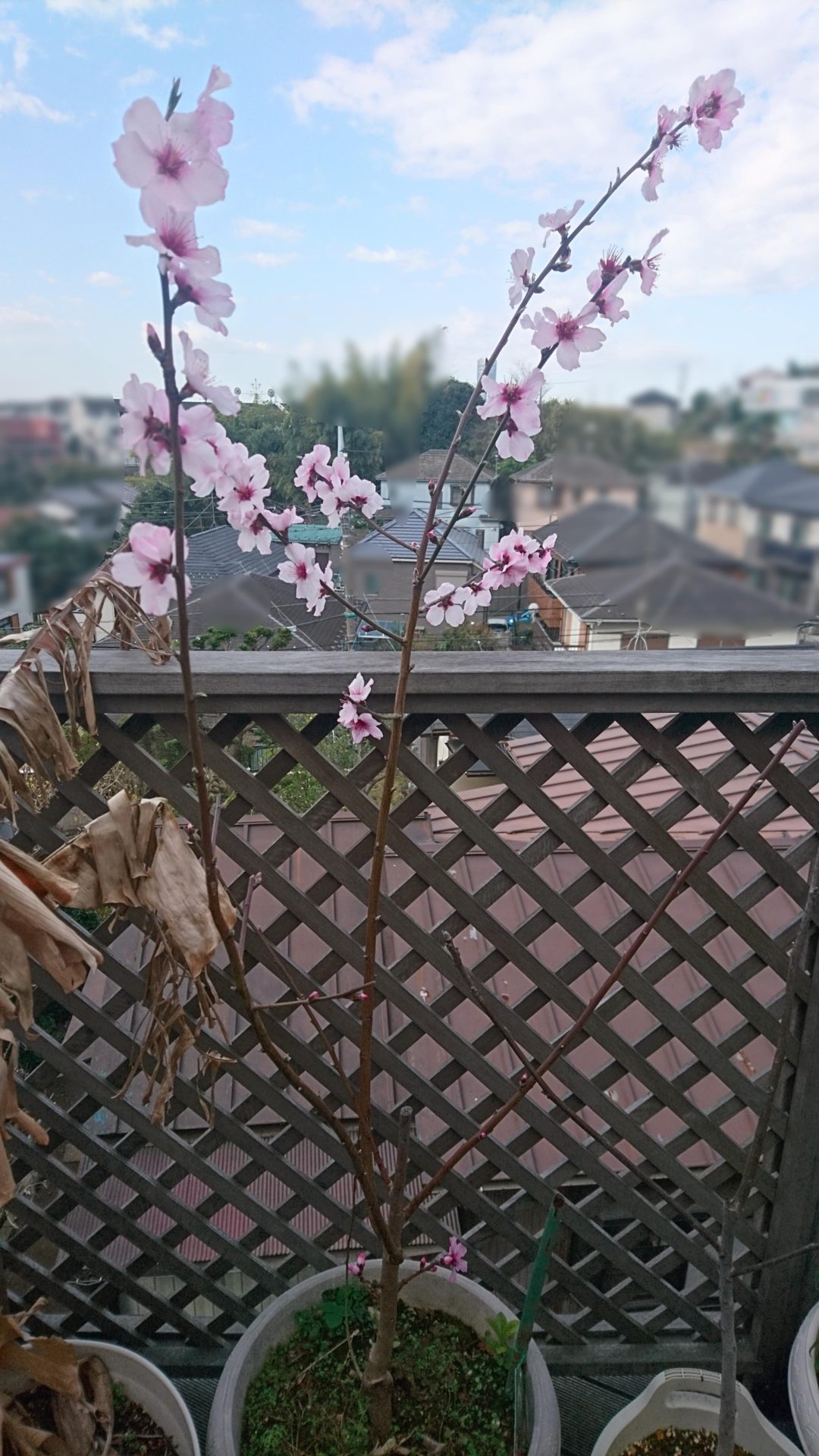 アーモンド ダベイ 1株 果樹苗 国華園 : 花と緑 国華園 - 通販 - Yahoo!ショッピング