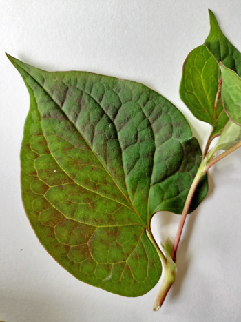 庭に沢山生えているどくだみとミントをホワイトリカーに漬け込んで、虫除けを作ります 蒸し暑くなって来ると急に増えて来る虫たち 毎年茶畑での虫刺されには苦労しています昨年作ったどくだみの虫除けが想像以上に効果があるので、今年もたっぷり仕込みました ミントの