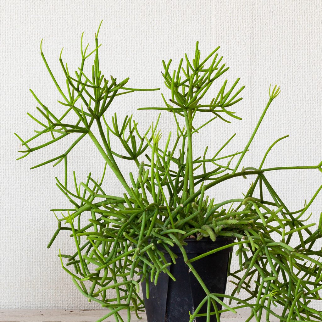 鉢を大きくしない」観葉植物の植え替え特集・読みものe-花屋さん