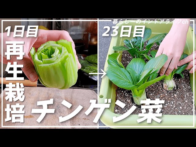 チンゲンサイ 青梗菜・赤紫チンゲン菜 の育て方☆種まき 8月・9月 コツ暇人主婦の家庭菜園 - 楽天ブログ