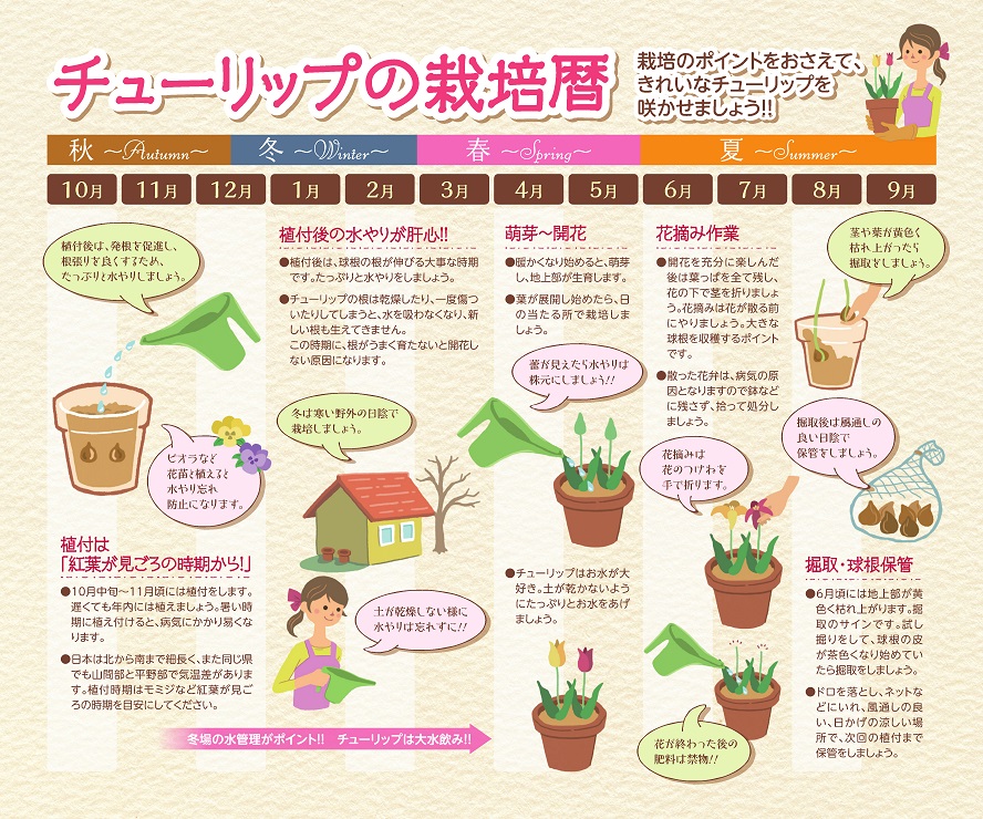 プロが教えるチューリップの育て方と楽しみ方・総集編 TULIP HANDBOOK コラム富山県花卉球根農業協同組合WEBショップ