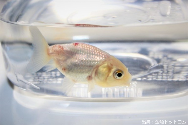 魚の病気と治療薬特集チャーム