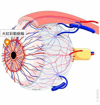 Visual Anatomy 視覚解剖学