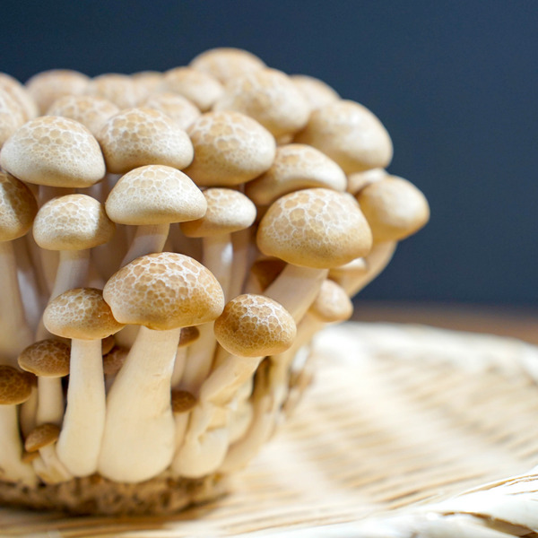 しいたけに白いカビが生えた？！これって食べられるの？気中菌糸との見分け方関東きのこの会