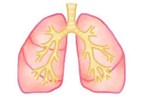 体循環と肺循環のイラスト１240615789 毎月1点無料 フリー のストックフォト イメージマート