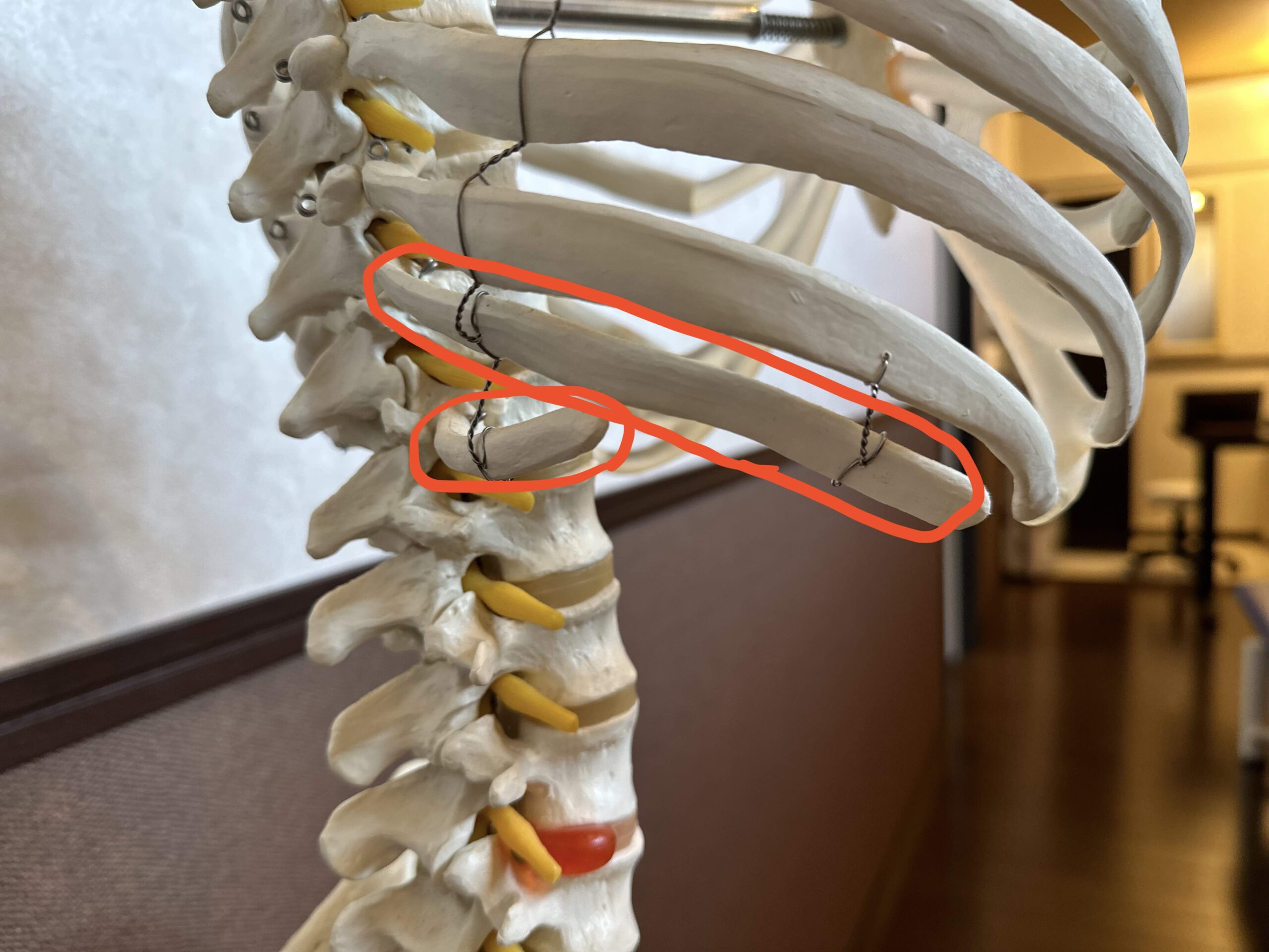 胸郭歪んでない？「胸郭と横隔膜の関係」を知って、深い呼吸を手に入れる