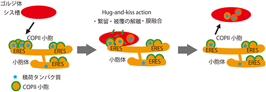 ゴルジ体ストレス応答