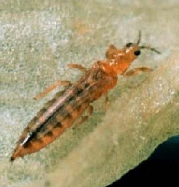 症状からわかるピーマンの害虫農業・ガーデニング・園芸・家庭菜園マガジン AGRI PICK