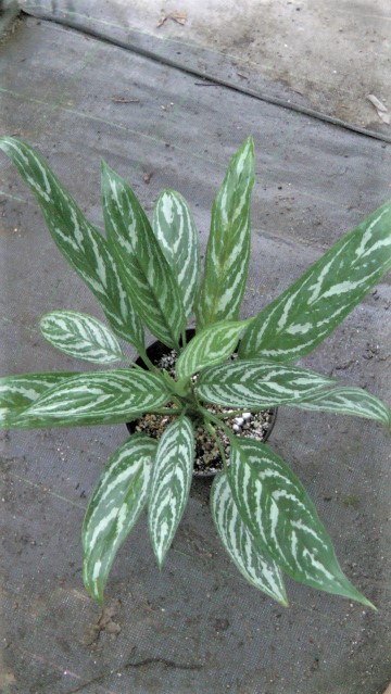 アグラオネマ カーティシー 本物と交雑との見分けhoneyplecoのブログ