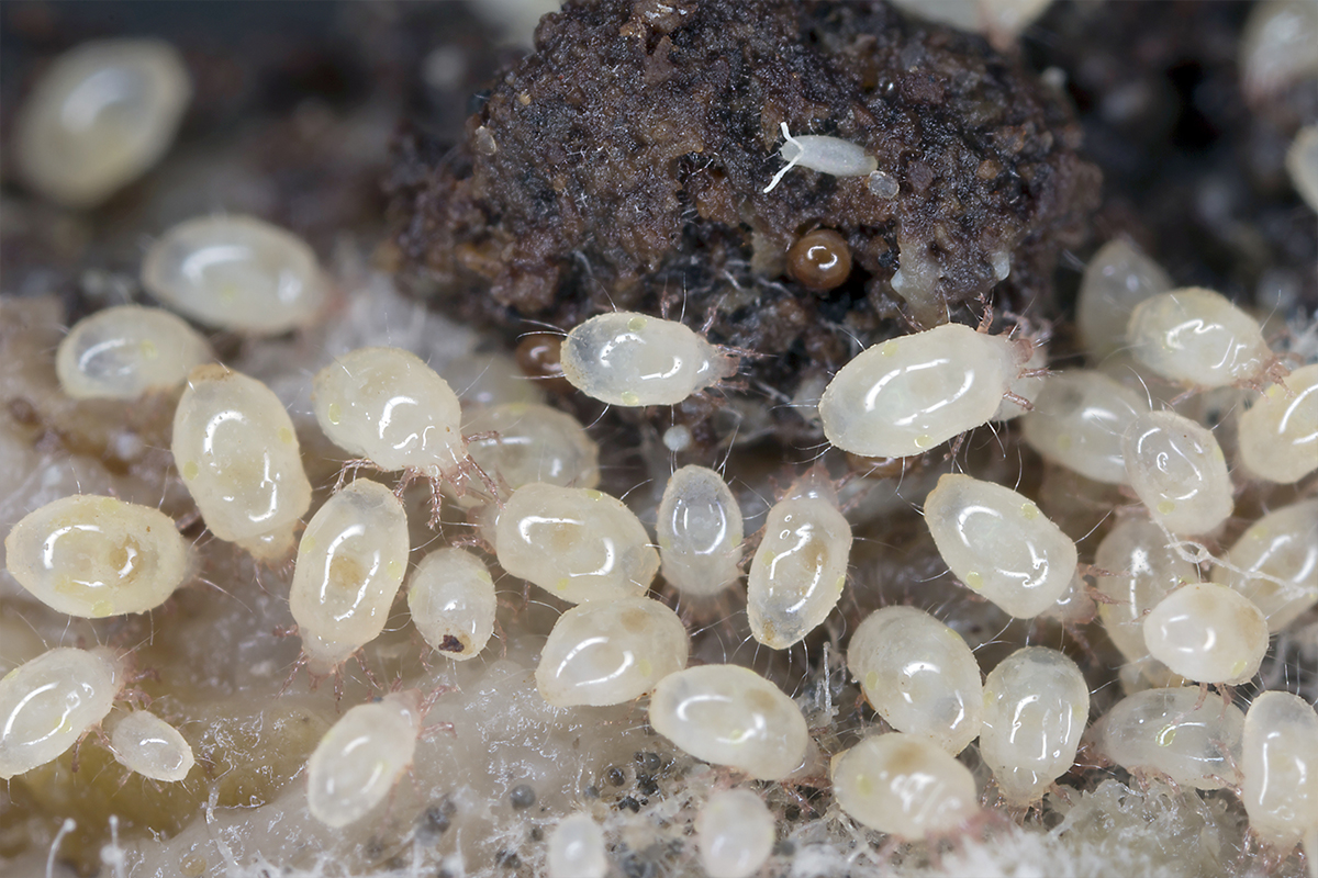 白いフワフワの虫は何？触ると飛ぶ。 新たな脅威・急拡大の外来ハゴロモについて篠宮バラ園