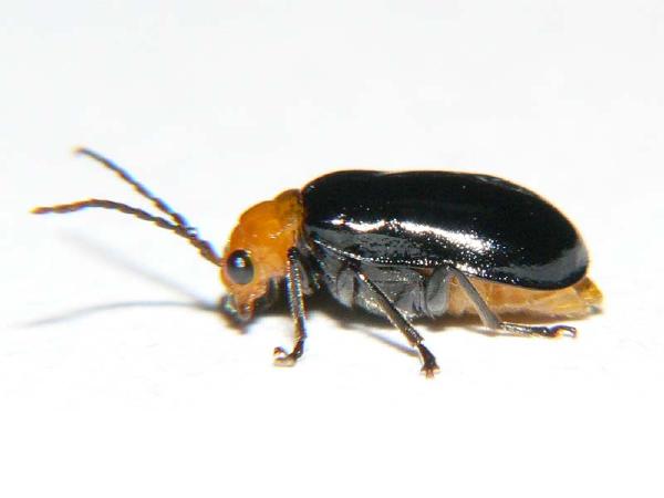 クロウリハムシ東京お気楽カメラ