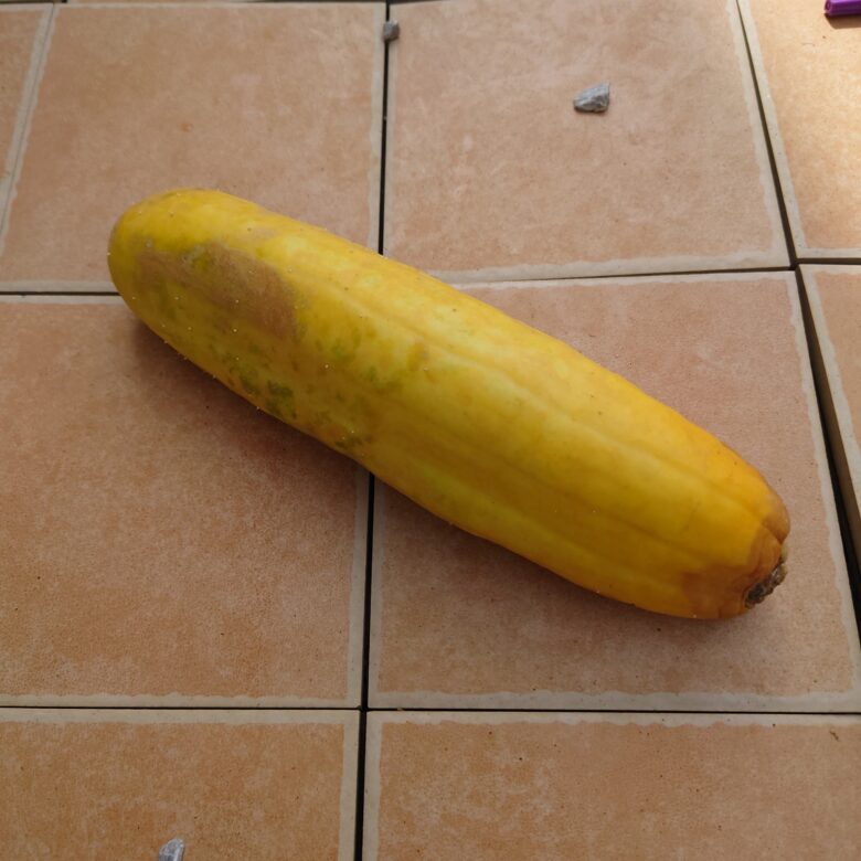 きゅうりの中が少しオレンジ色になったとき、食べても大丈夫？安全な判断基準と対処法 : Effective's Blog