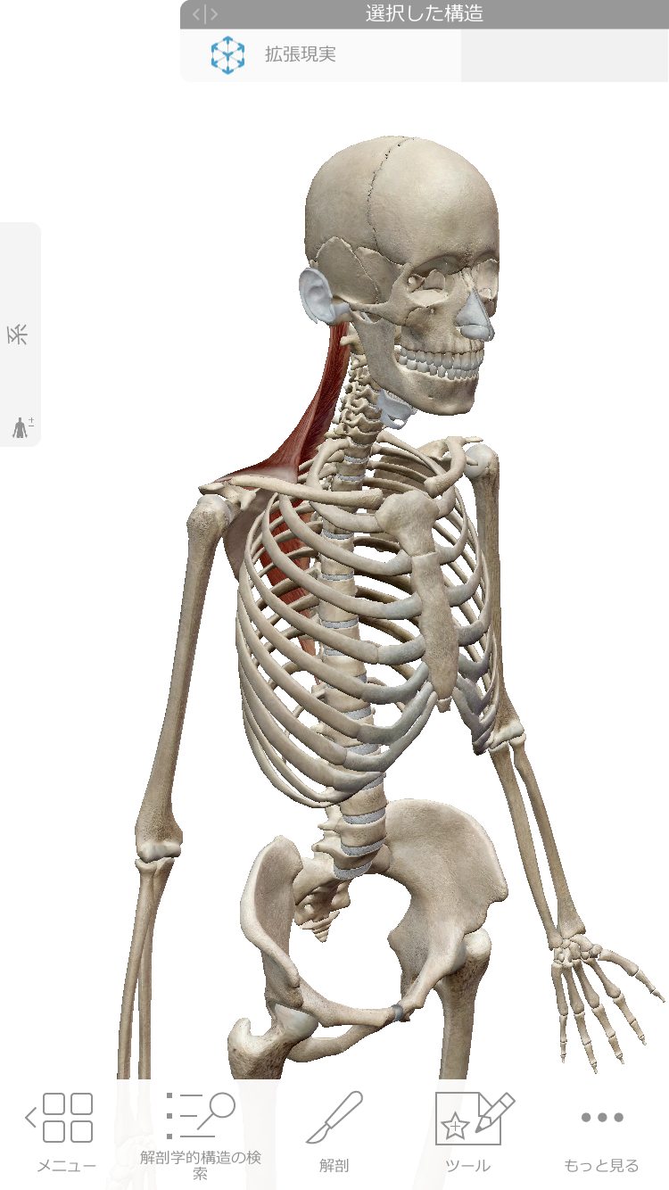 2025年 デッサン人形アプリおすすめ6選無料 iPhone Androidアプリ - アプリブ