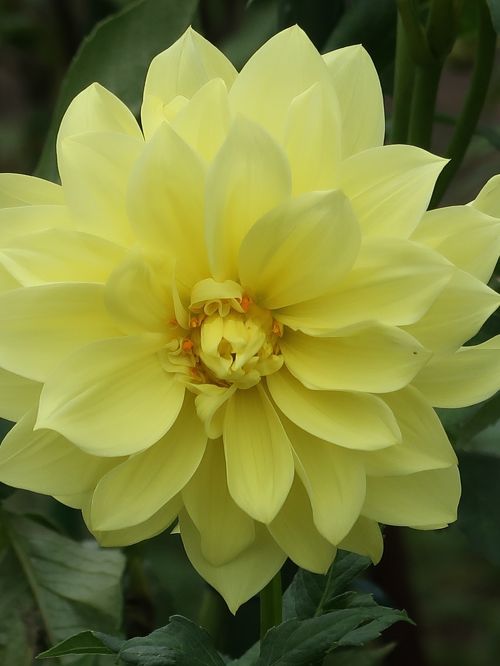 摂大薬草園 Setsunan Garden