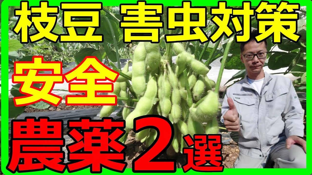 枝豆の病害虫 By H.HOKARI