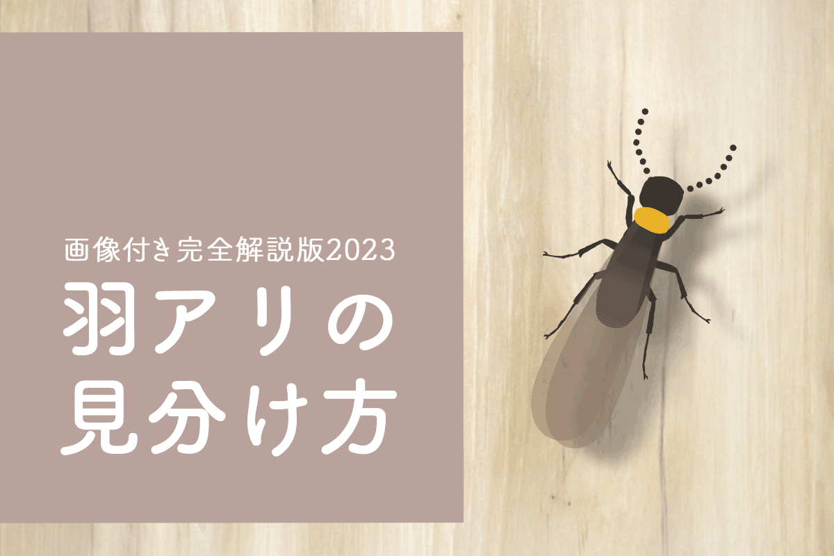 アパートに蟻が発生したときの対応と駆除方法とは？1都3県の賃貸探しはスカイコート賃貸センター株式会社へ