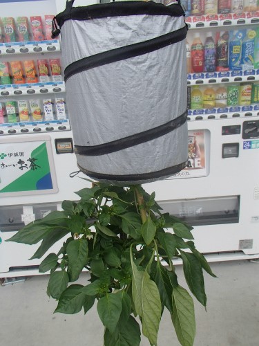 上下逆さま！天井から吊るす「スカイプランター」でキッチンの上に菜園空間を家庭菜園ウェブマガジン「おうち菜園」