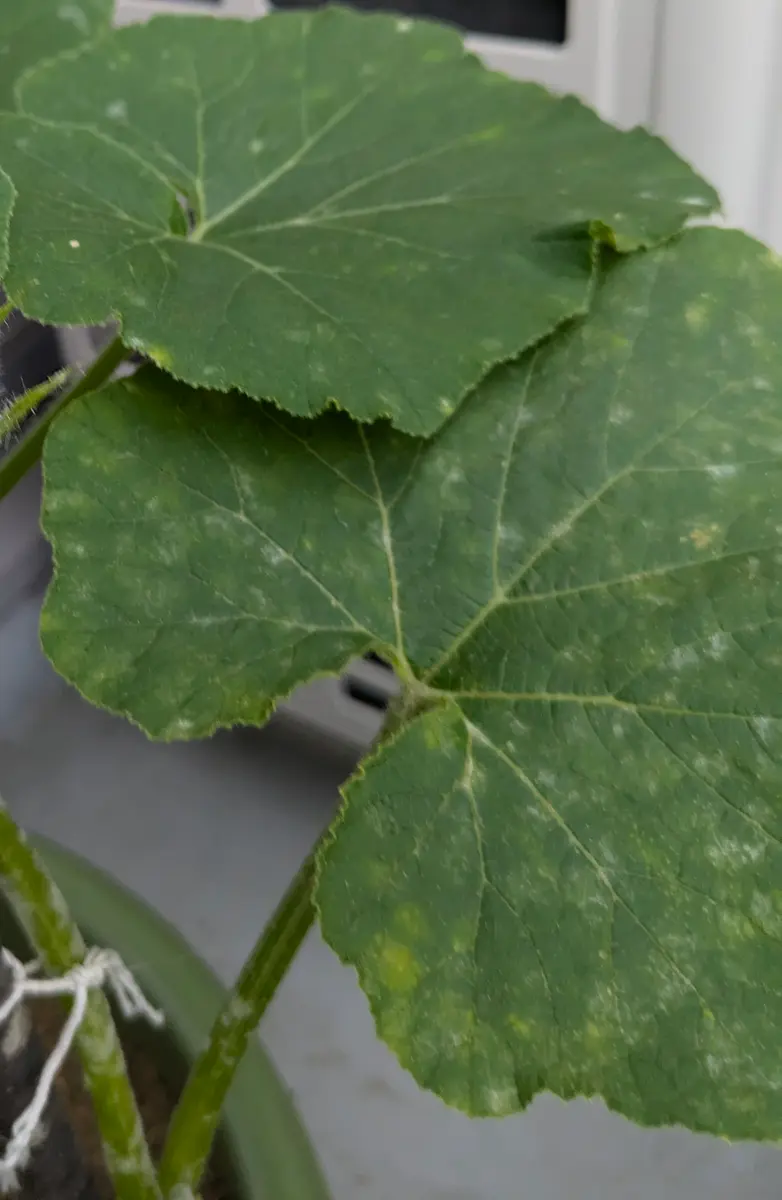 うどんこ病とはおすすめの薬剤、重曹・酢を使う自然農薬の対策もとなりのカインズさん