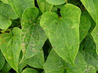 自然薯のウイルス病による収量低下自然薯の通販・販売 種芋の販売