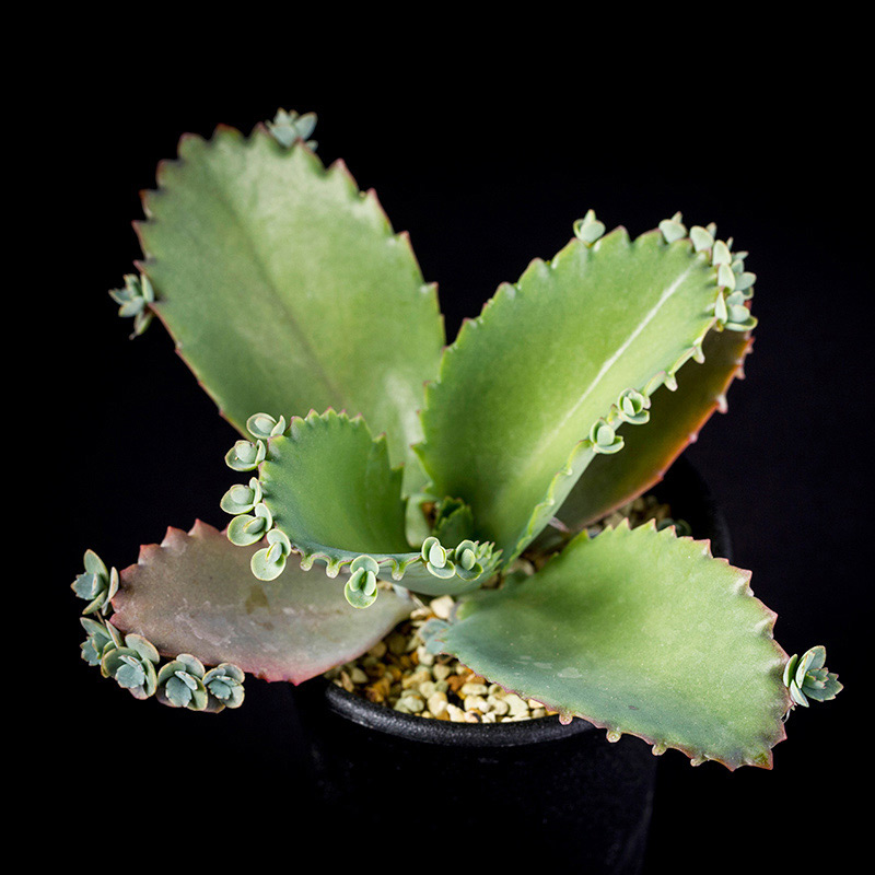 子宝弁慶草ケア, 特徴, 花, 画像