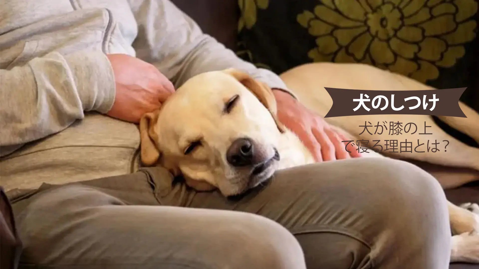 老犬の睡眠 なぜ老犬は寝てばかりいるのか？その理由と対策 - 老犬ホーム Smile Flower