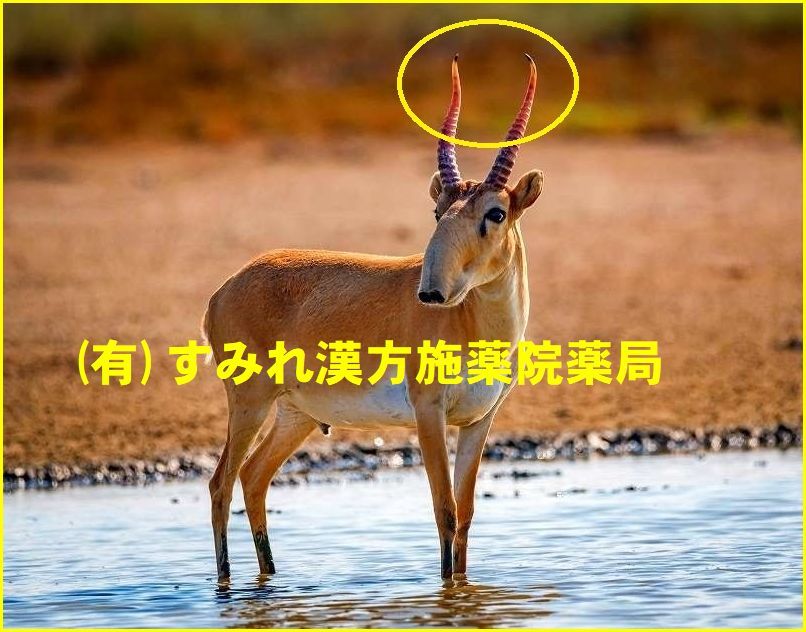 トナカイ 角付頭骨 No.1 - 頭骨・骨格標本・剥製販売Core-Box