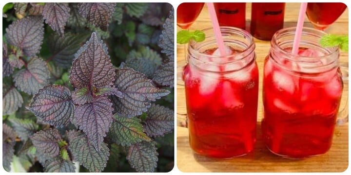 紫蘇仕事 その①アッキー@創意工夫で暮らしの実験を楽しむ人