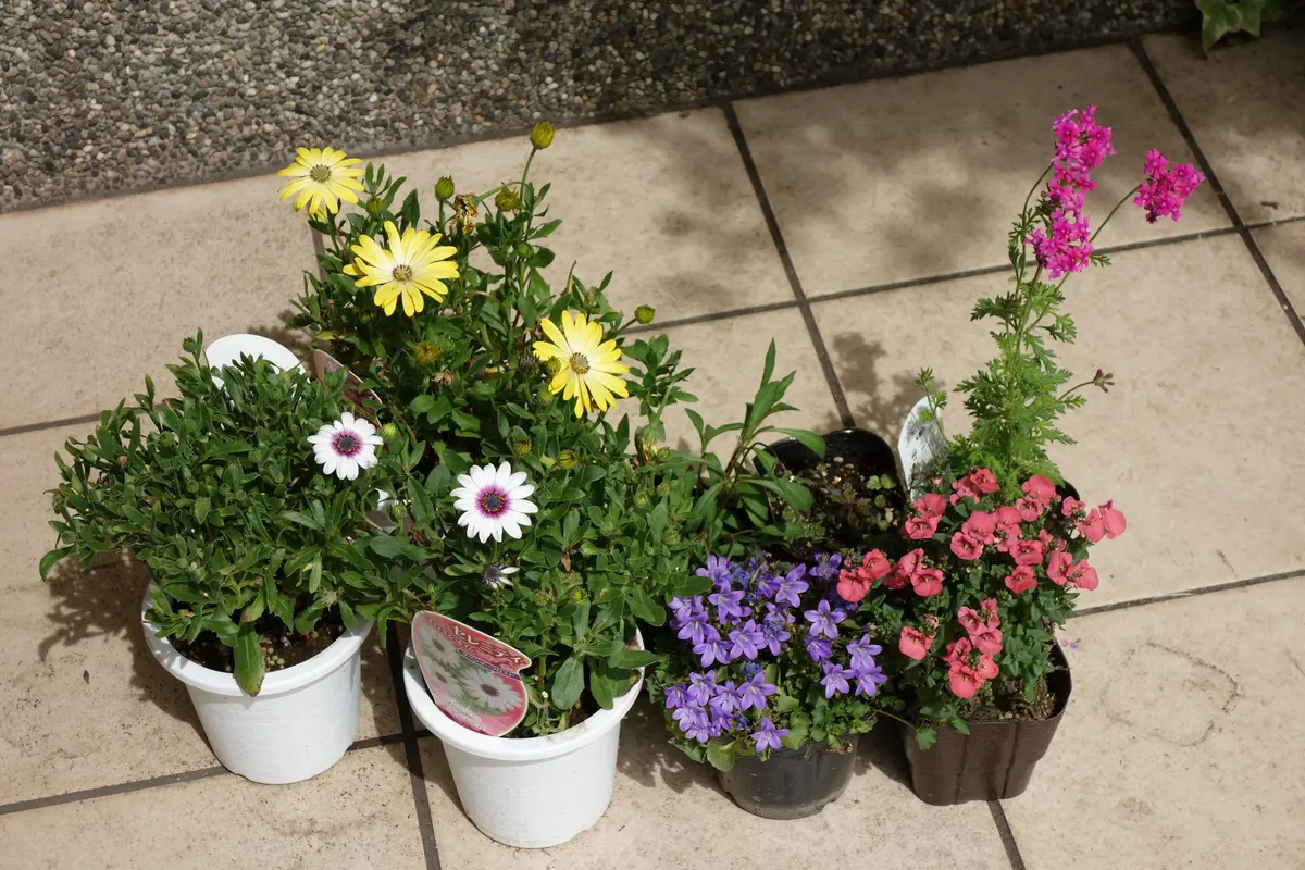 強耐寒性・強耐暑性！ レイタータイム③ 優良株 20株 おまけ付き - メルカリ