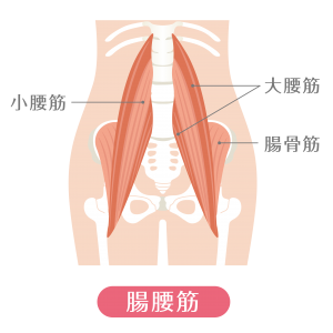 人体の重要パーツ「骨盤」のこと、教えてください