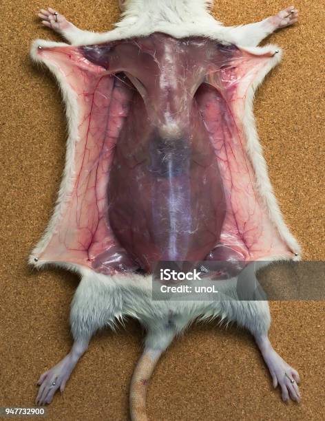 コラム一覧JALAM 日本実験動物医学会