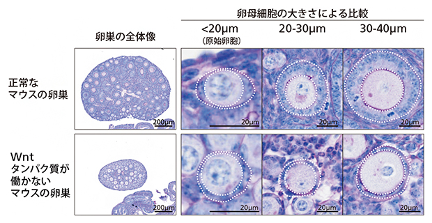 妊娠成立までのメカニズム福井の不妊治療専門クリニック西ウイミンズクリニック