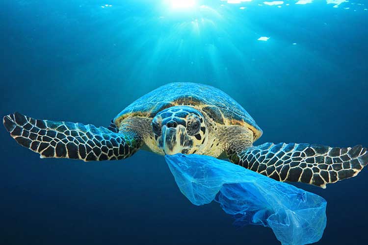 海がよごれるだけでなく、人間にも影響あり！プラスチックごみ問題について知っておこう