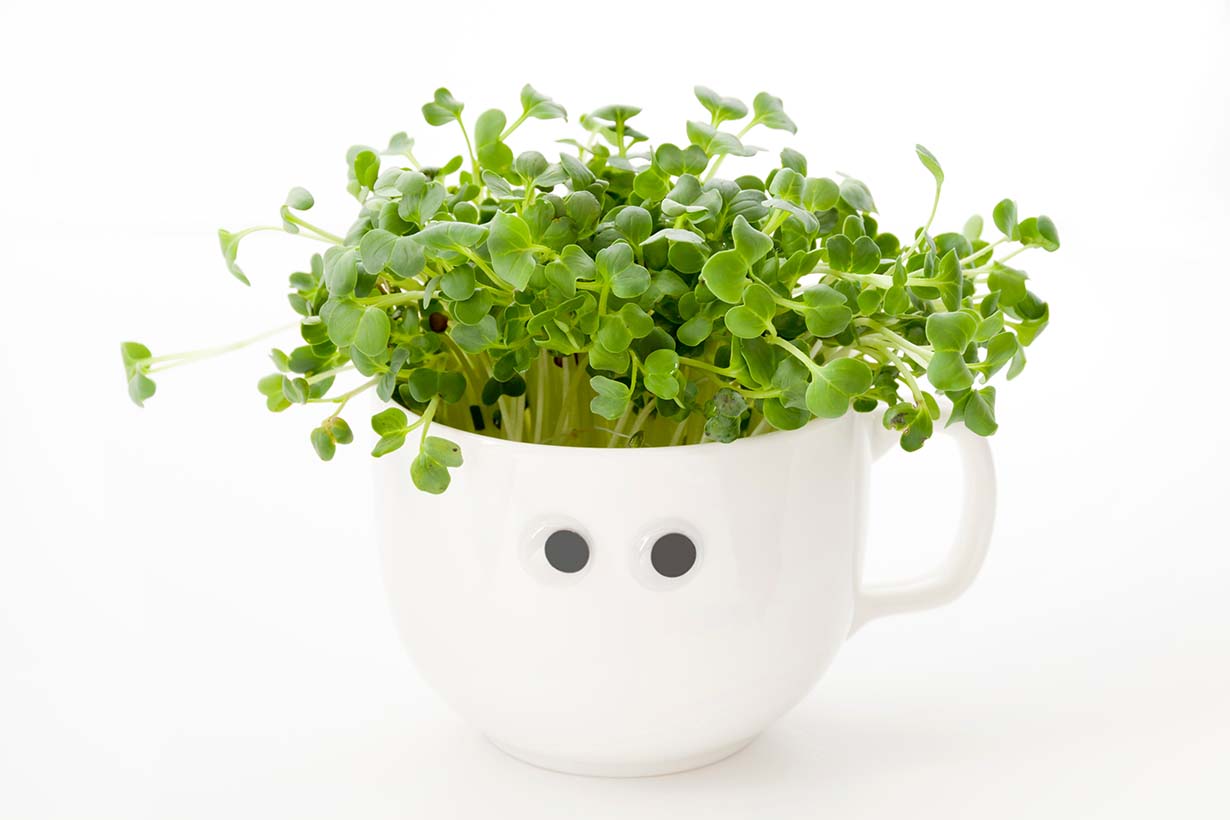 かいわれ大根の育て方水耕栽培＆土で育てる方法、水やりのコツも解説となりのカインズさん