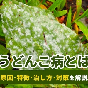 いまさら聞けない、うどんこ病の原因と症状。酢や重曹を使った治療法も紹介マイナビ農業