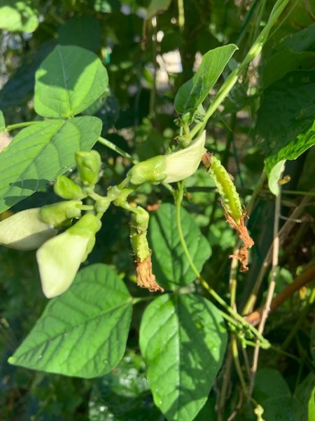 しかくまめ うりずん豆 とれたて大百科食や農を学ぶJAグループ