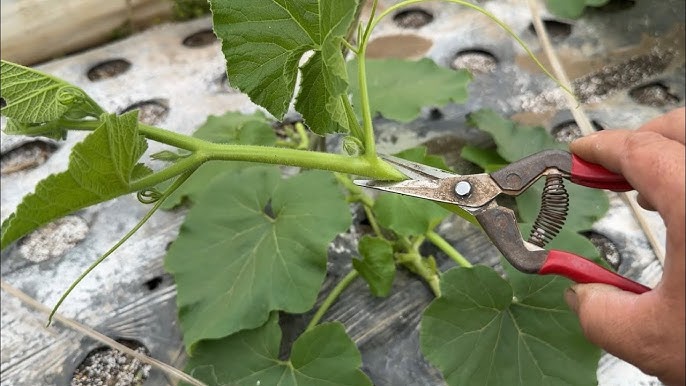 葉が枯れる！雌花が咲かない！かぼちゃ栽培のよくある疑問５つと対処法