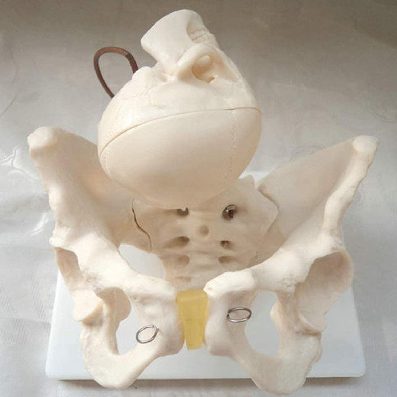 🟢頭蓋骨の老化による変化🟢Raplit