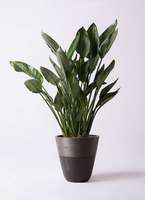 光触媒 人工観葉植物 ウォールグリーン フェイクグリーン ストレッチア155