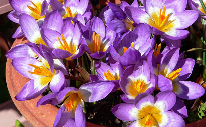 サフランの使い方と効能代用できるスパイスはあるの？ -Food for Well-being -かわしま屋のWebメディア