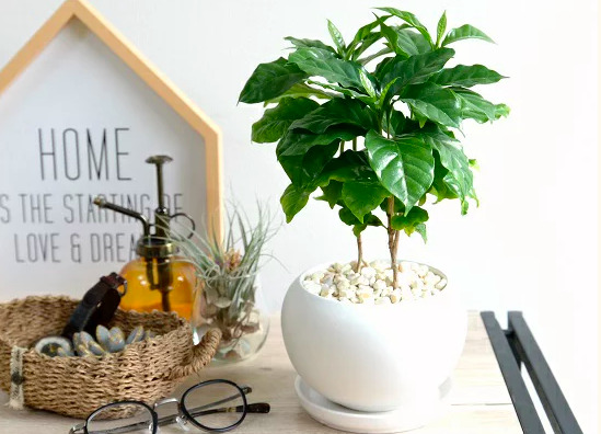 コーヒーの木の育て方！花言葉や風水効果、植え替え方法も解説胡蝶蘭・スタンド花のプレミアガーデン