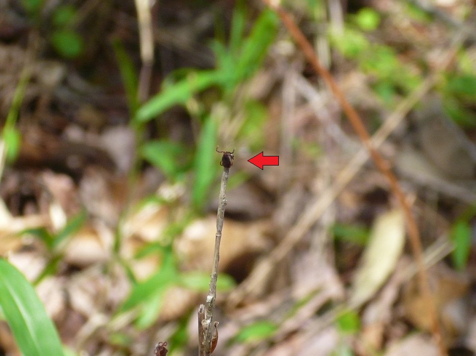 笹薮へ突入！ダニ🕷️の世界にようこそ。させかもさんの標津岳の活動データYAMAPヤマップ