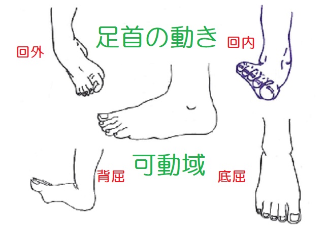 扁平足 4種類の運動トレーニングとエビデンス”後脛骨筋・足内在筋・ストレッチ・殿筋” アプローチ・運動療法理学療法士 山田ブログ