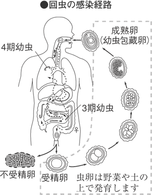 愛知ヤギ農場 ヤギの糞尿を肥料として使うときの寄生虫対策から放牧時の注意点まで循環型飼育の疑問・質問にお答えします