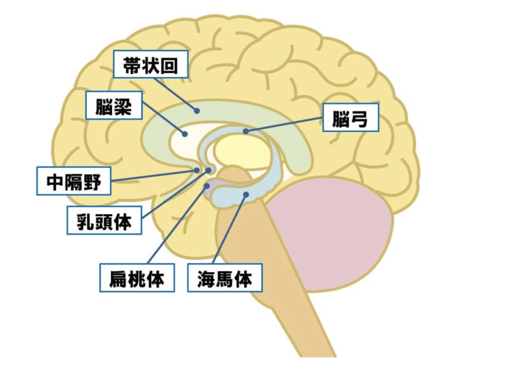 2024年版 下側頭回の機能とリハビリテーション：視覚認知と記憶の回復を目指して – STROKE LAB 東京 大阪 自費リハビリ脳卒中 神経系