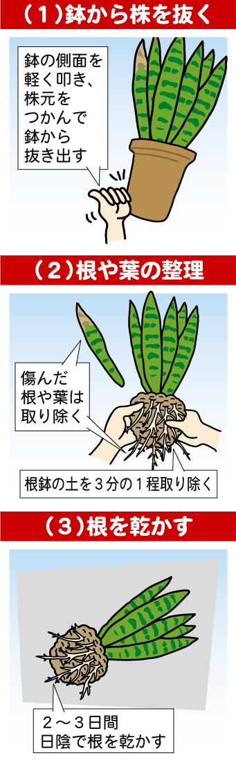 サンセベリアの増やし方とは？ 株分け・葉挿し・植え替えについて解説 – Plant Hunt