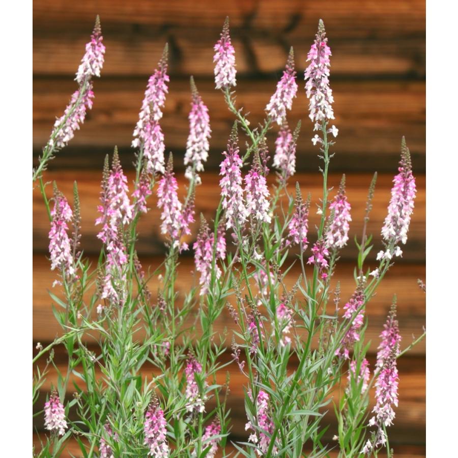 独特な花形のエキナセア・バタフライキッス！ 1年目の成長記録 - ズボラな週末ガーデニング