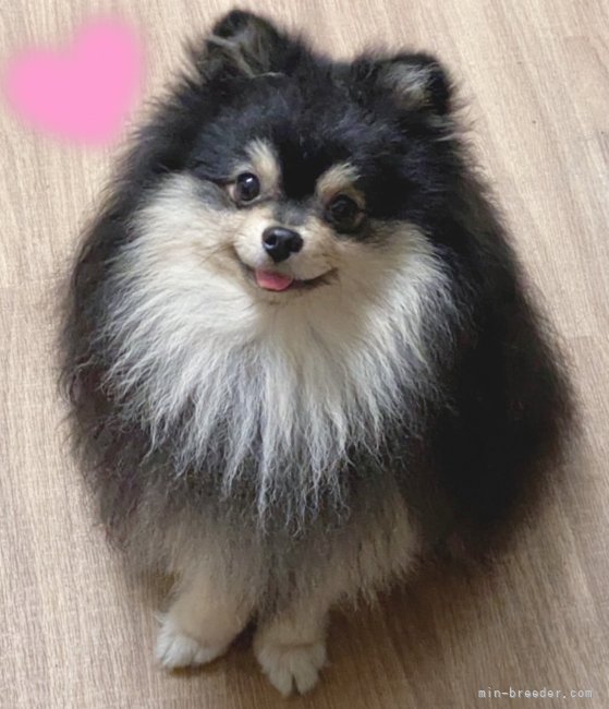 BTS 防弾少年団 Vの愛犬 ヨンタンになりたい！ ファンがそう思ってしまう１０の理由とは？ - KPOP monster