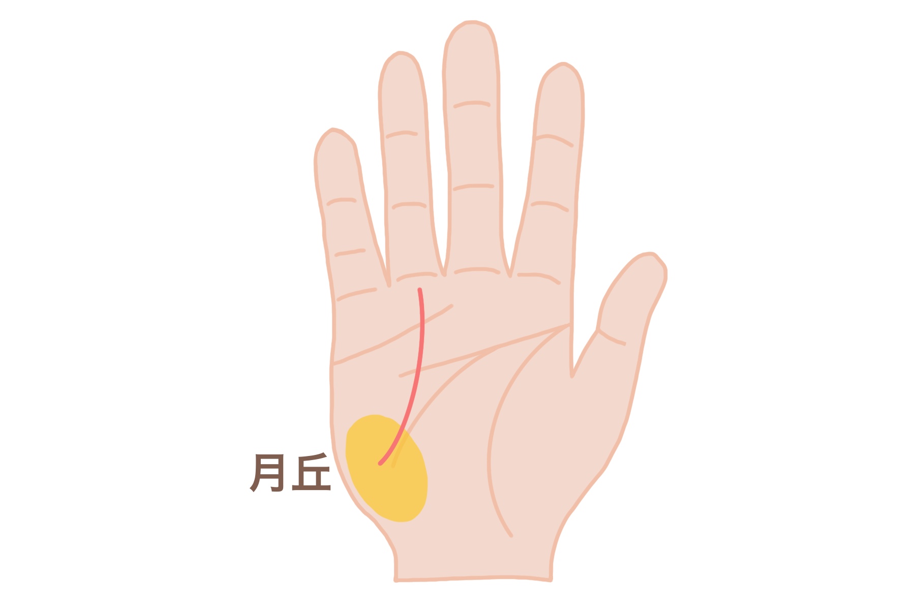 太陽線」は金運！特に「自分の稼ぐ力」がわかる線。あるだけでラッキー えみ先生の手相読みkufura クフラ 小学館公式