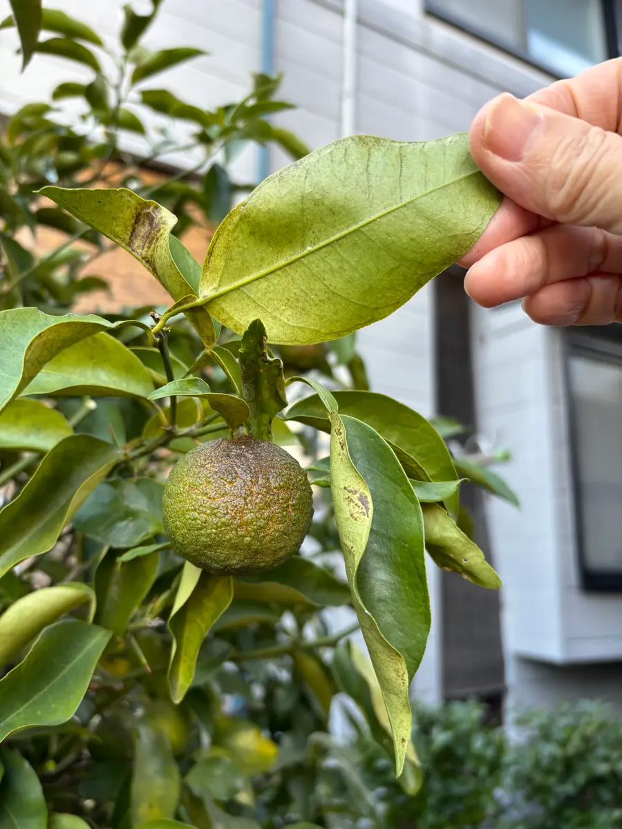 柚子 ユズ の木に肥料は必要？おすすめの肥料と与え方、注意点農家web