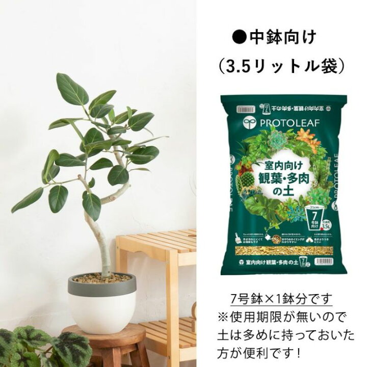 初心者でもOK！プロが教える観葉植物の植え替え手順とコツメンズライフスタイルWEBマガジンGOODA グーダ